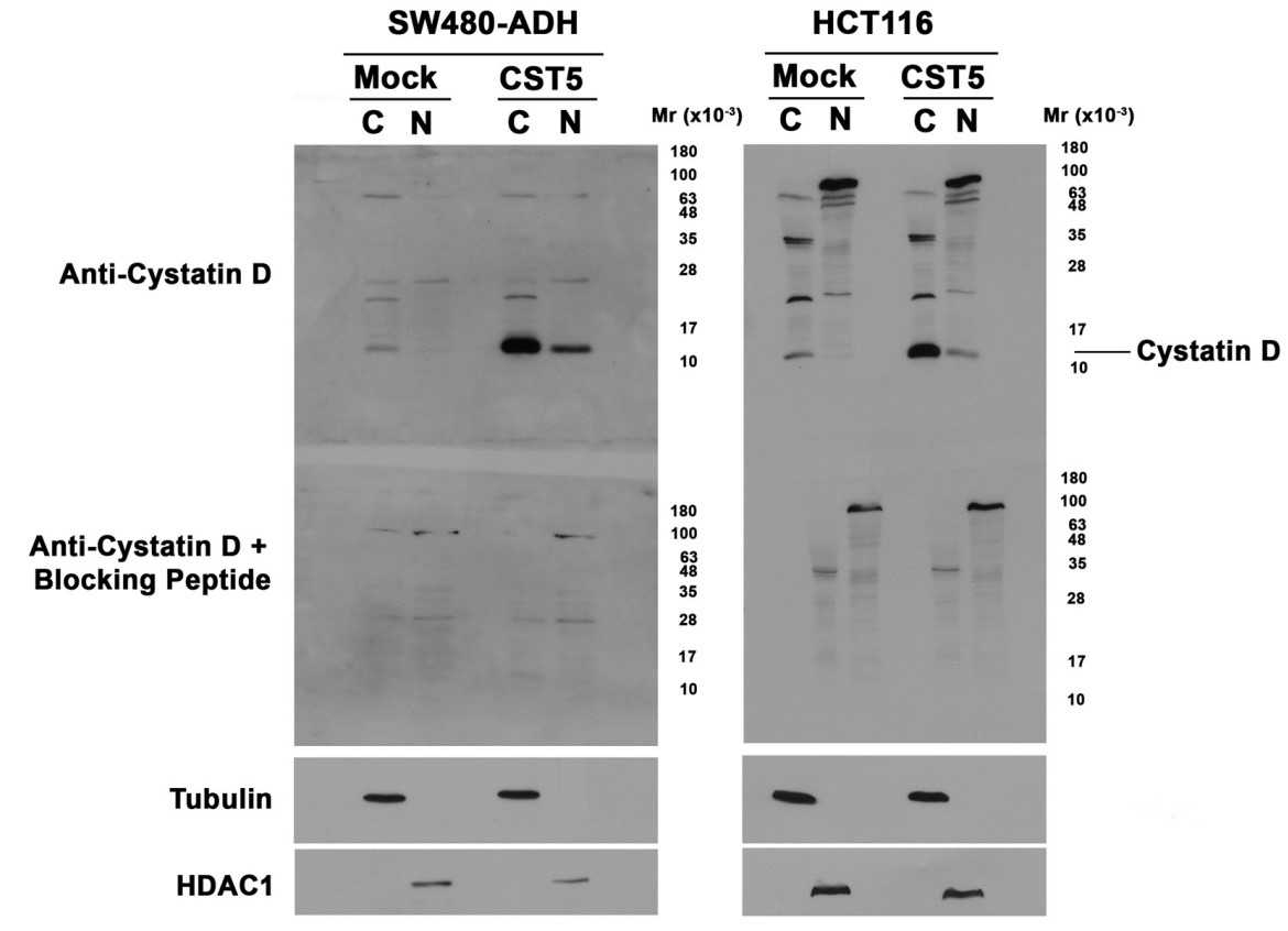 Western blot analysis showing the presence of cystatin D.jpg